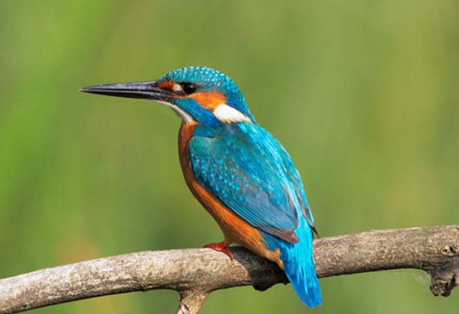 colorful bird