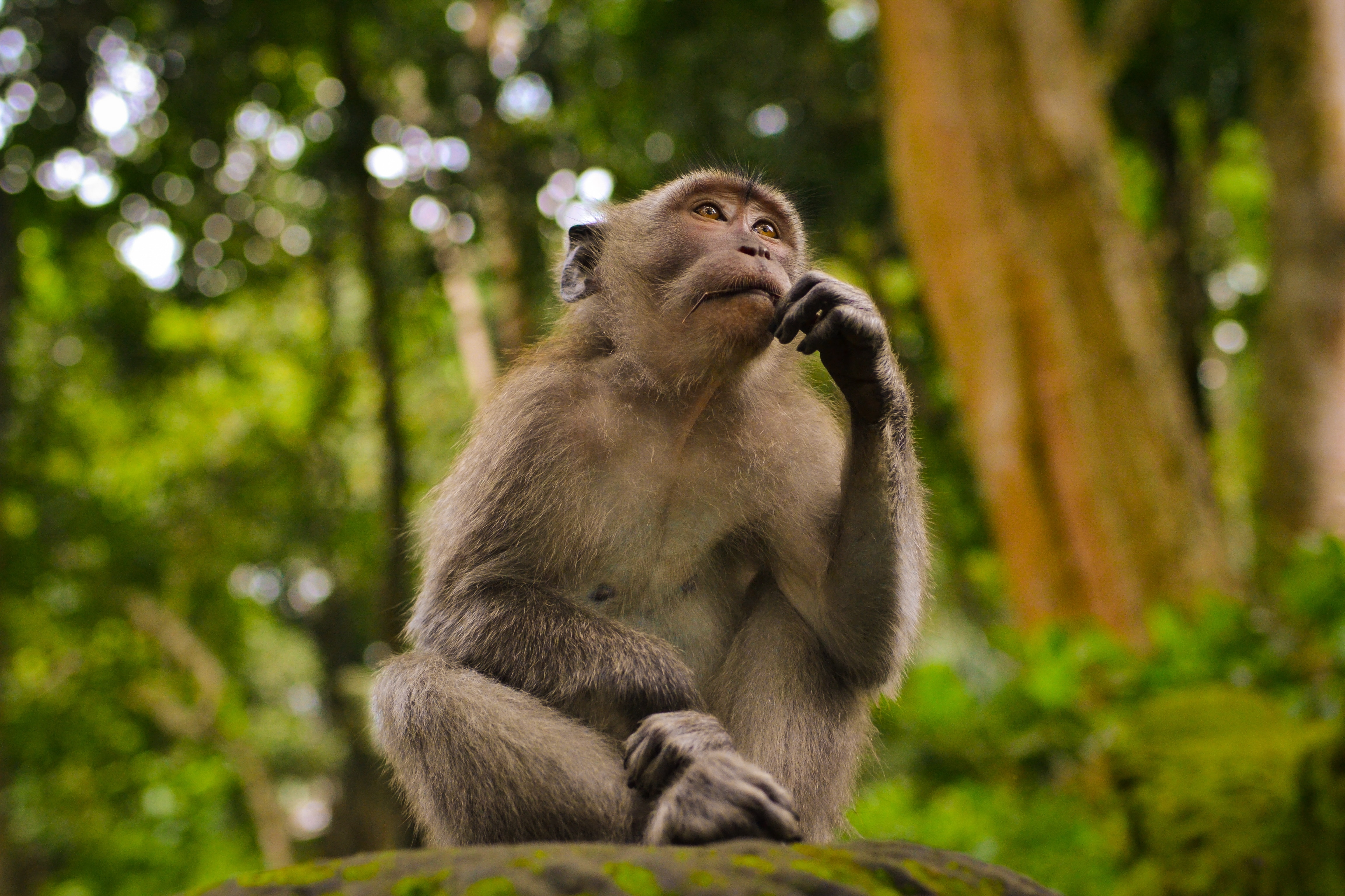 monkey sitting